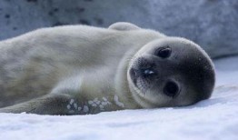 海豹07最新爆料,最新军事动态与战略布局深度解析